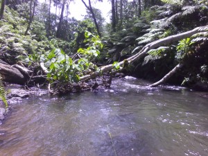 Thika River in the Aberdares